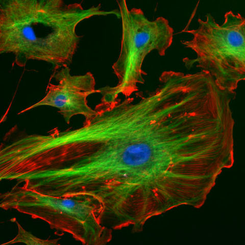 File:FluorescentCells.jpg