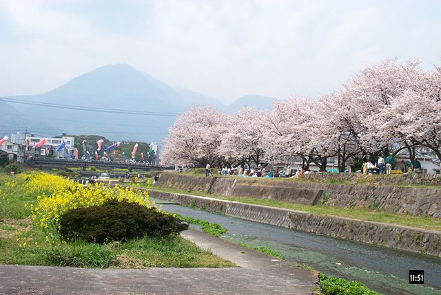 File:Hanami party, sakura and koi nobori.jpg