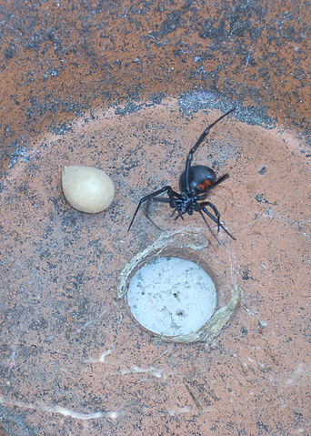 File:Black-widow-hourglass-eggsac-flowerpot.jpg
