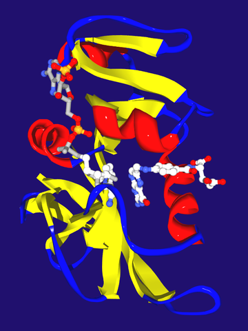 File:EcDHFR raytraced.png