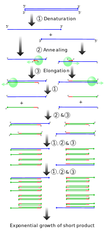 File:PCR.svg