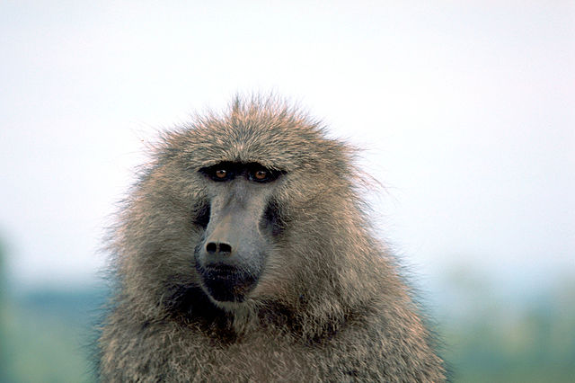 File:Olive baboon.jpg