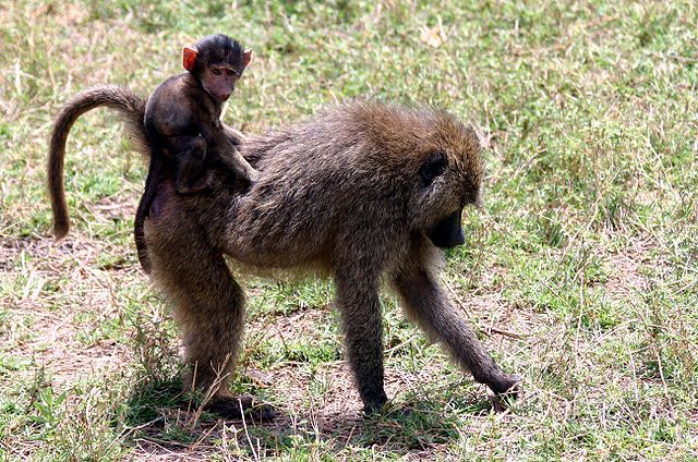 File:Baby baboon on back.jpg