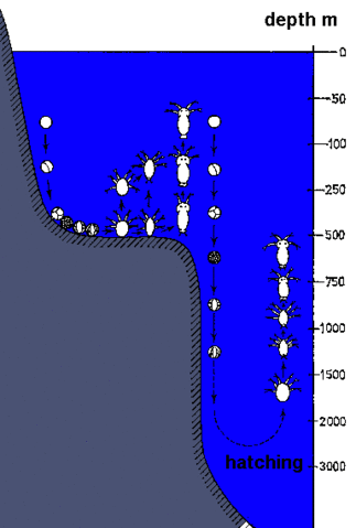 File:Krillhatchingkils.gif