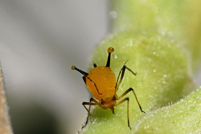 File:Aphid-sap2.jpg