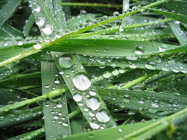 File:Drops I.jpg