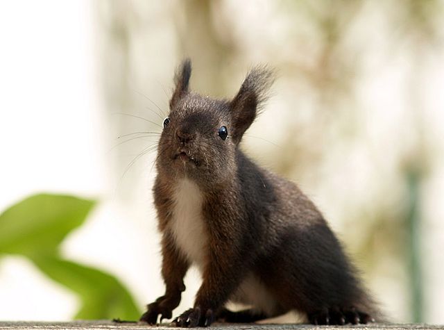 File:Squirrel germany.jpg