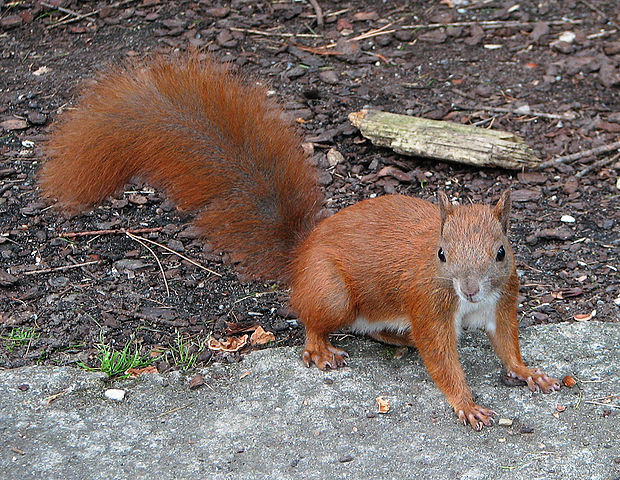 File:Red squirrel (Sciurus vulgaris).jpg