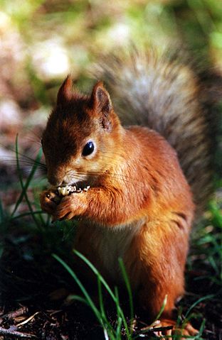 File:Kurre5.jpg