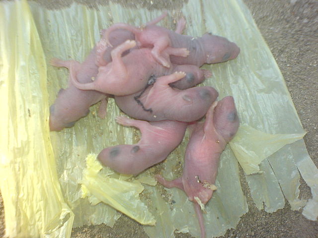 File:Baby mice.jpg