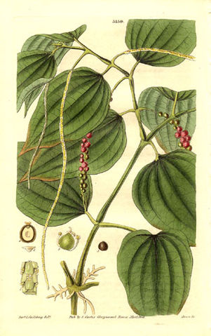 File:Piper nigrum drawing 1832.jpg