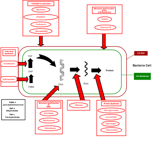File:Antibiotics action.png