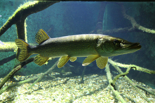 File:Esox hdm.JPG