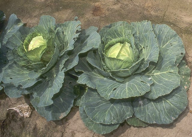 File:Cabbage.jpg