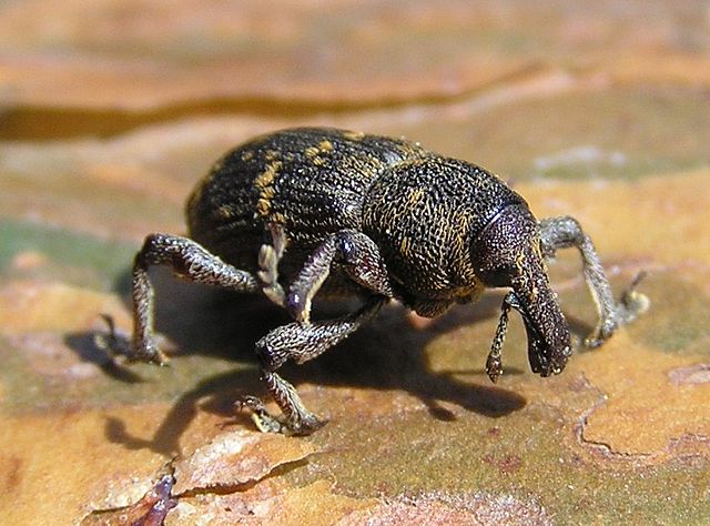 File:Hylobius abietis 3 bialowieza forest beentree.jpg
