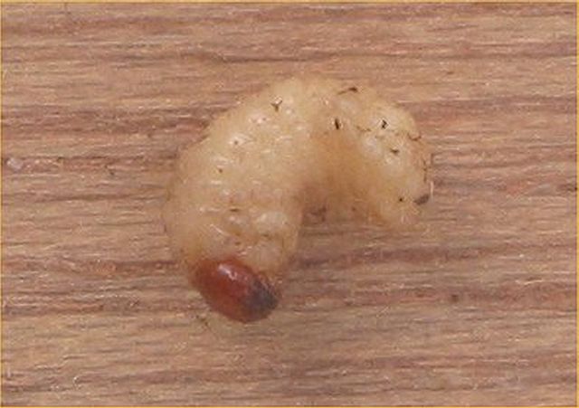 File:Engerling1.jpg
