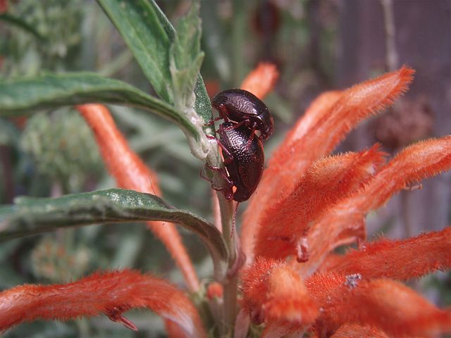 File:Mating bugs 016.jpg