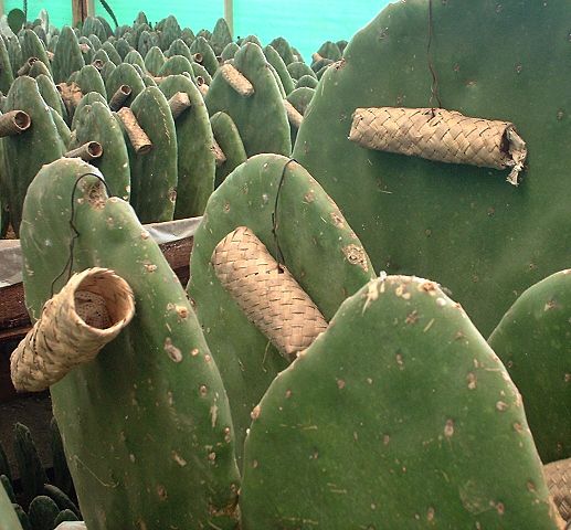 File:Cochinel Zapotec nests.jpg