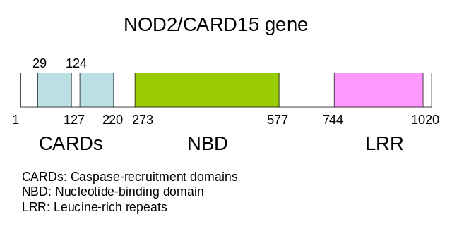 File:NOD2 CARD15.svg