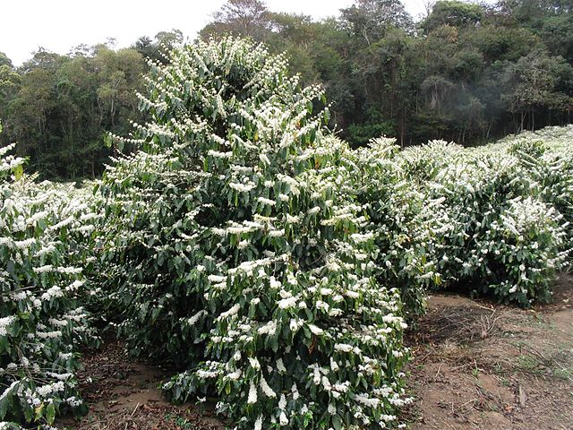 File:Coffee Flowers Show.jpg