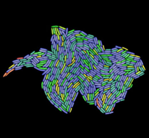 File:Growing colony of E. coli.jpg