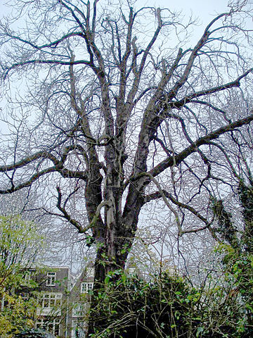 File:Annefranktree edit1.jpg