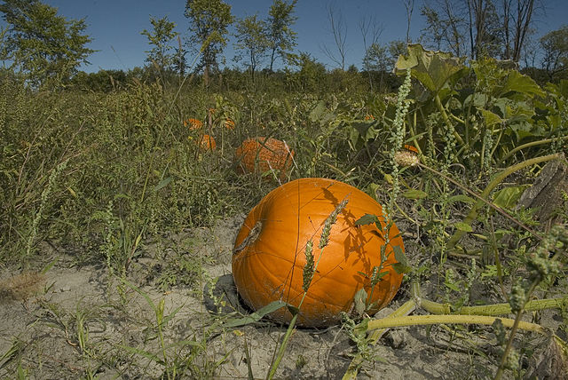 File:NKN-2007-09-01 125930 Pumpkins field (Yvan Leduc author for Wikipedia).jpg