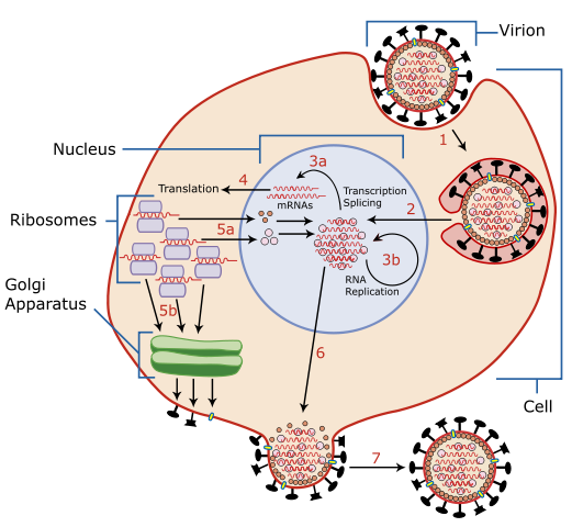 File:Virus Replication large.svg