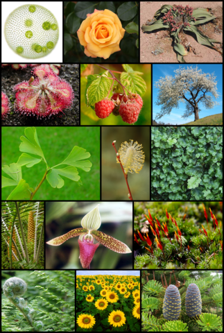 File:Diversity of plants image version 3.png