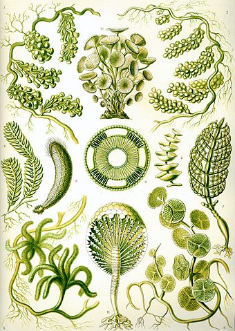 File:Haeckel Siphoneae.jpg