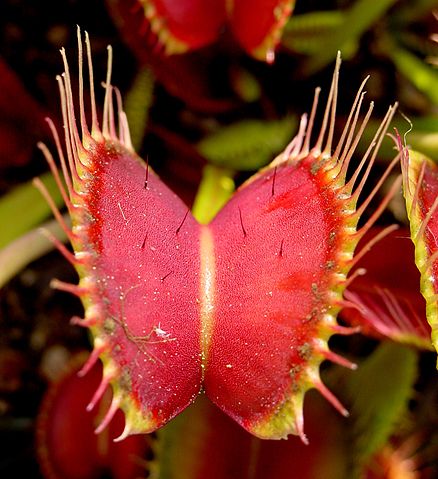 File:VFT ne1.JPG