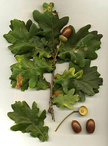 File:Quercus robur.jpg