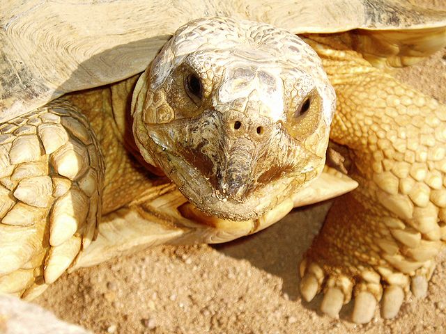 File:Turtle1.jpg