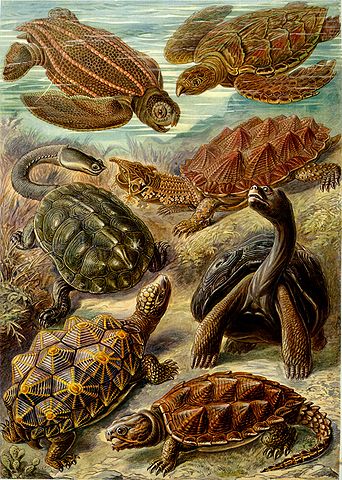 File:Haeckel Chelonia.jpg
