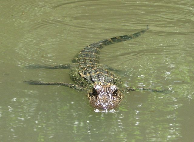 File:Swimming gator.jpg