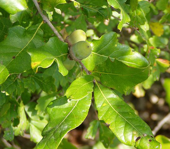 File:Quercus stellata.jpg