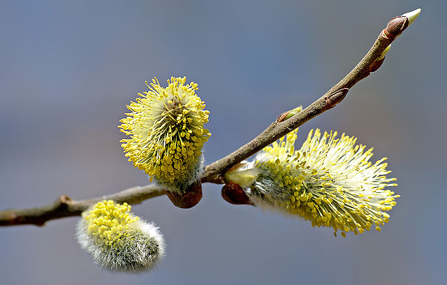 File:Willow catkin 2 aka.jpg