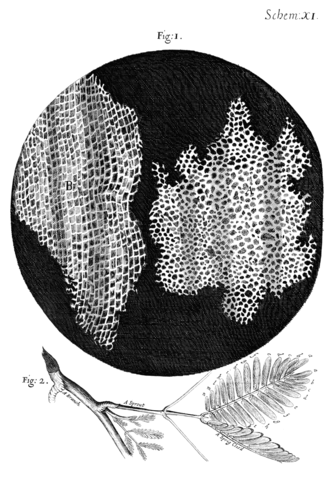 File:Cork Micrographia Hooke.png