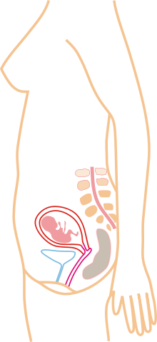 File:Month 3.svg