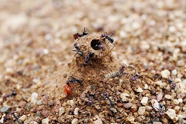 File:Ant mound.jpg