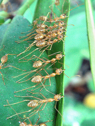 File:AntsStitchingLeave.jpg