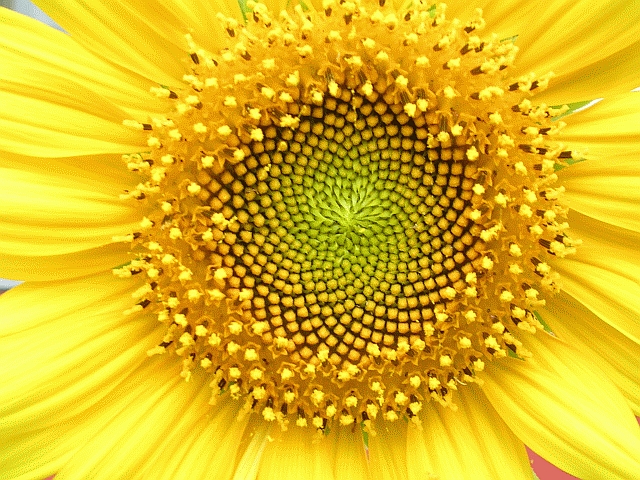 File:Helianthus whorl.jpg