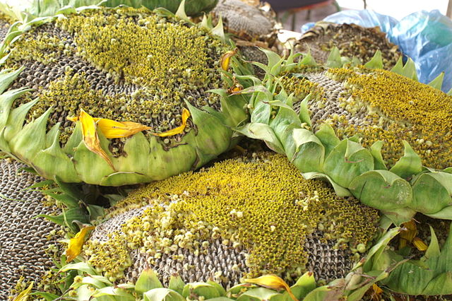 File:Sunflower head snack.jpg