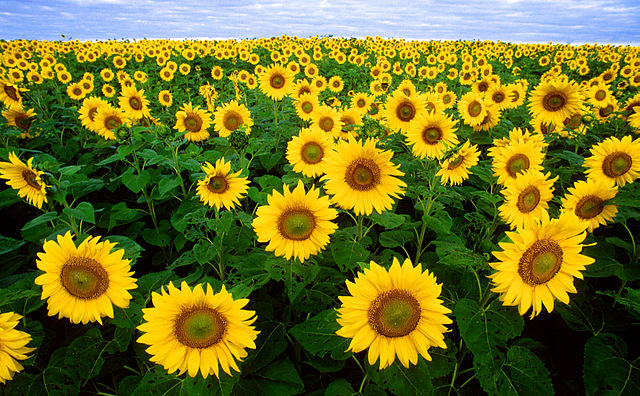 File:Sunflowers.jpg