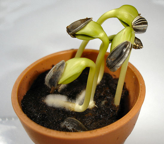 File:Sunflower seedlings.jpg