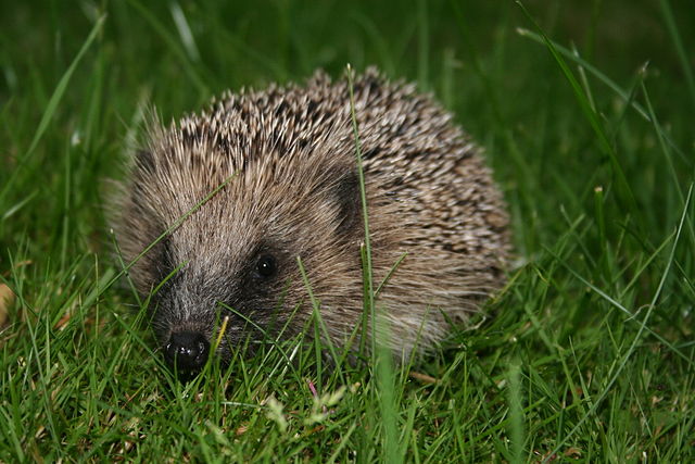 File:European hedgehog (Erinaceus europaeus).jpg