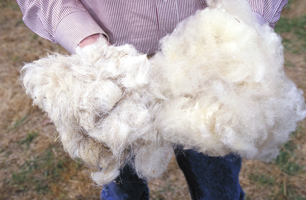File:Wool.www.usda.gov.jpg