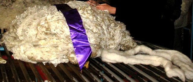 File:Wool fleece and top.jpg