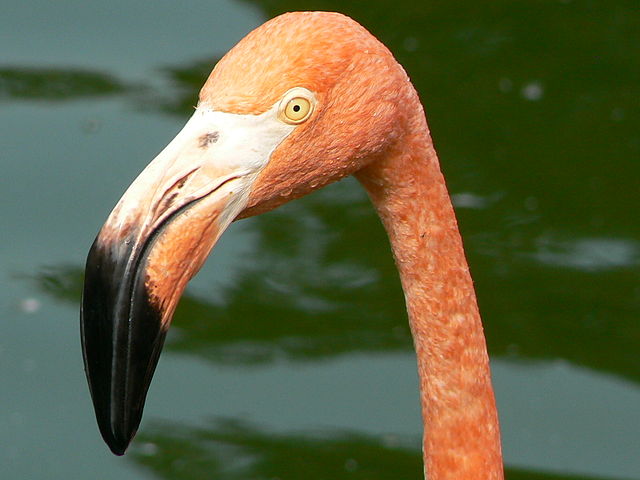 File:Phoenicopteridae face.JPG