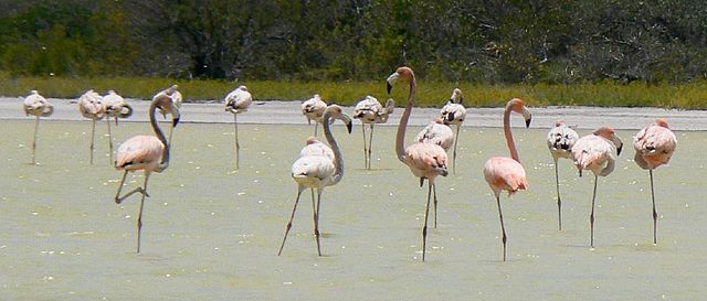 File:CaribFlamingosLOviedo2.jpg